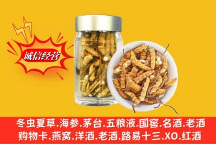 临清市回收散虫草